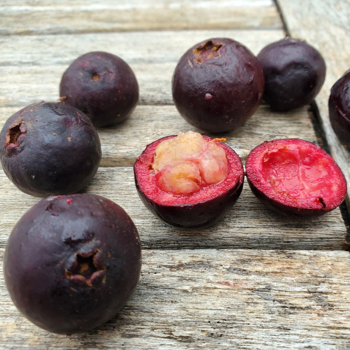 Araca-Una - Purple Forest Guava - Psidium myrtoides - Fruit Plant