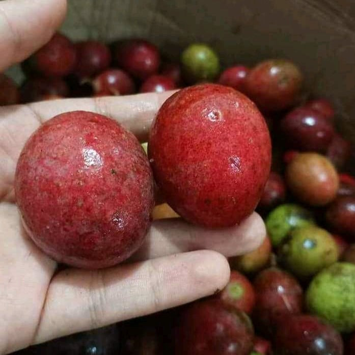 Red Maparang (Bouea Macrophylla) Fruit Plant