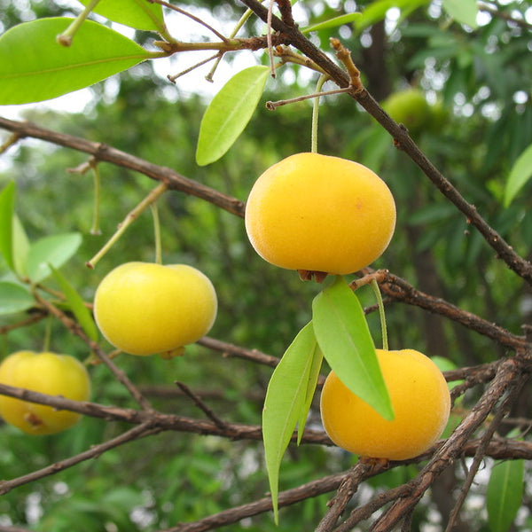 Uvaia Fruit (Eugenia pyriformis) Fruit Plant