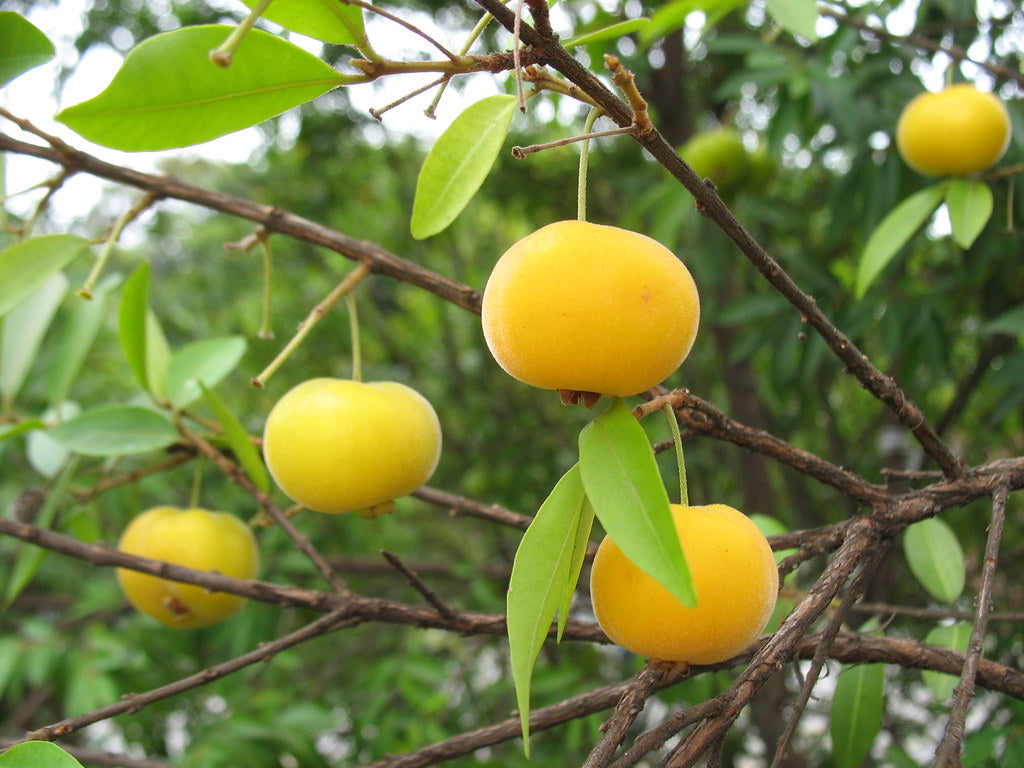 Uvaia Fruit (Eugenia pyriformis) Fruit Plant