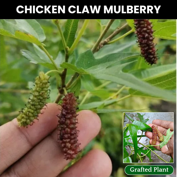 Chicken Claw Mulberry Fruit Plant