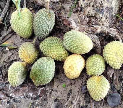 Dragons Egg Annona - Annona Hypoglauca Fruit Plant