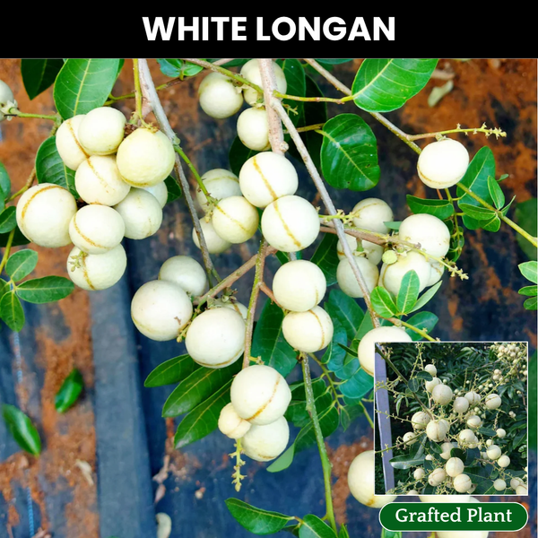 White Longan Fruit Plant