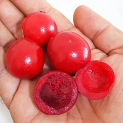 Ubaia (Eugenia patrisii) Fruit Plant