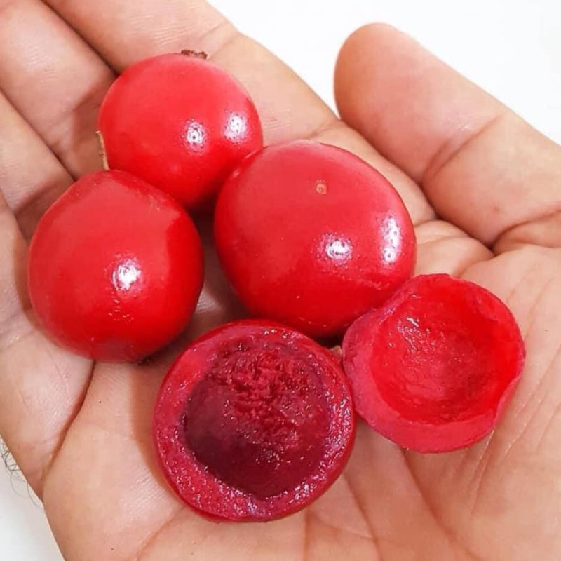Ubaia (Eugenia patrisii) Fruit Plant