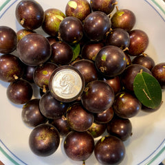 Hybrid Jaboticaba - Plinia sp. 