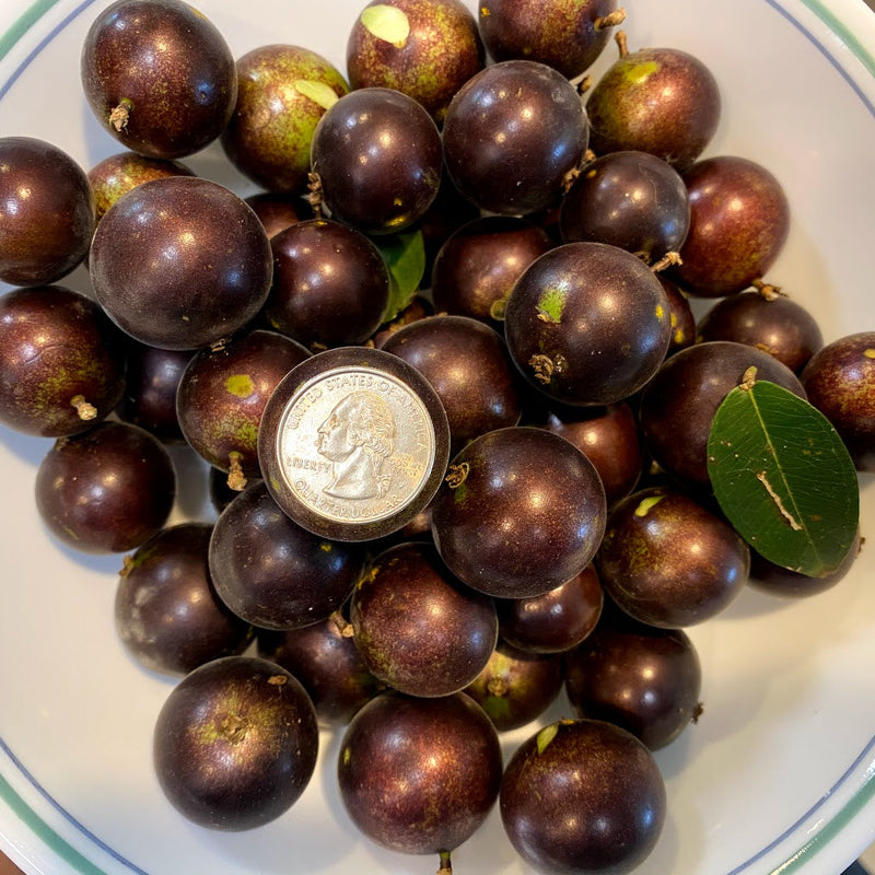 Hybrid Jaboticaba - Plinia sp. 