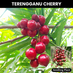 Terengganu cherry - Lepisanthes Alata - Fruit Plant