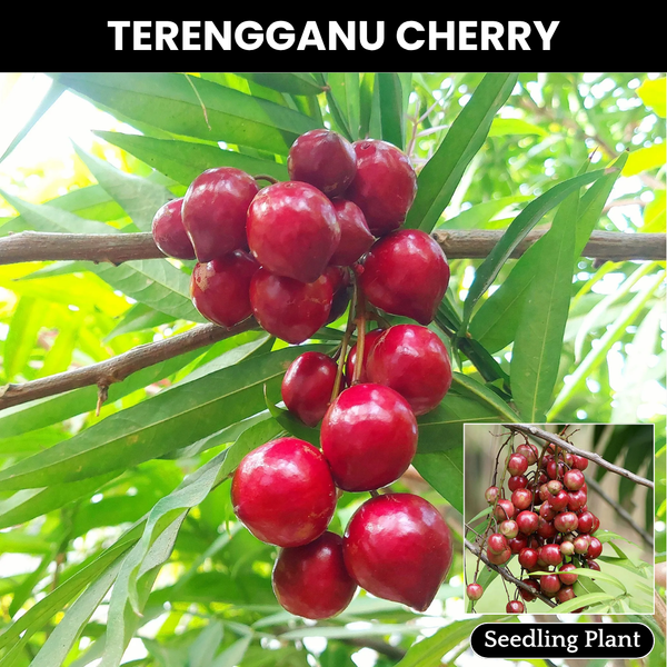 Terengganu cherry - Lepisanthes Alata - Fruit Plant