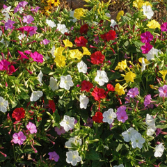 Four O' Clock - Mixed - 10 Flower Seeds