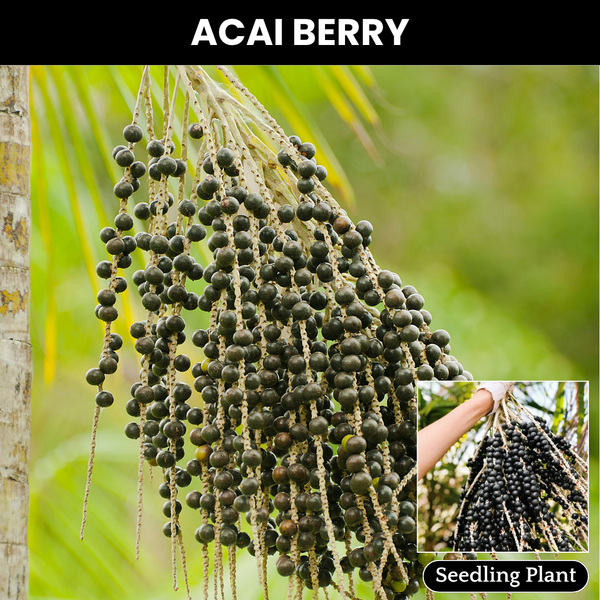 Acai Berry - Euterpe oleracea - Fruit Plant