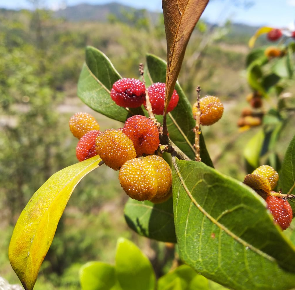 Bayberry (Myrica Esculenta) Fruit Plant