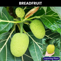 Breadfruit / Kadaplavu - Artocarpus altilis Fruit Plant
