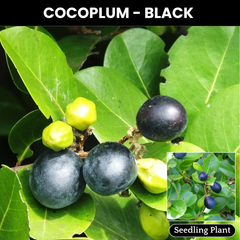 Cocoplum - Black - Chrysobalanus icaco Fruit Plant