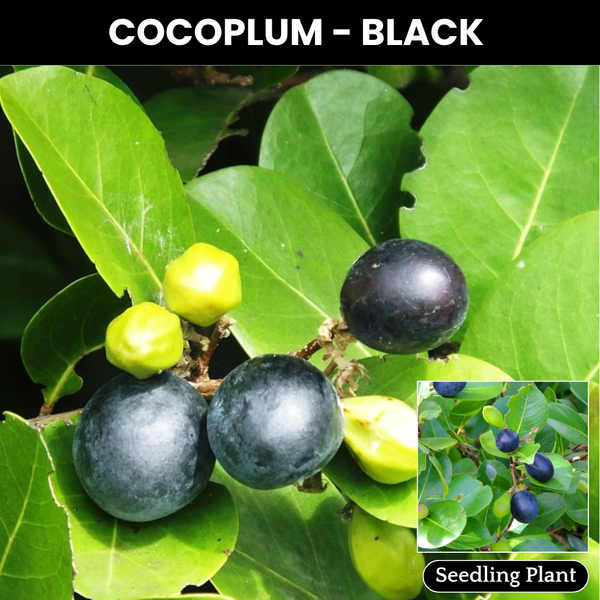 Cocoplum - Black - Chrysobalanus icaco Fruit Plant