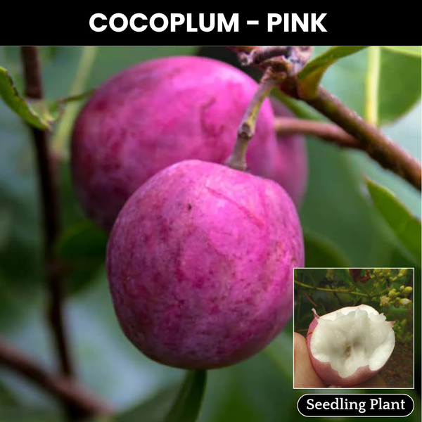 Cocoplum - Pink - Chrysobalanus icaco Fruit Plant