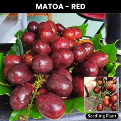Matoa - Red Matoa - Pometia pinnata Fruit Plant