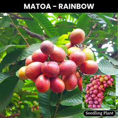 Matoa - Rainbow Matoa - Pometia pinnata Fruit Plant