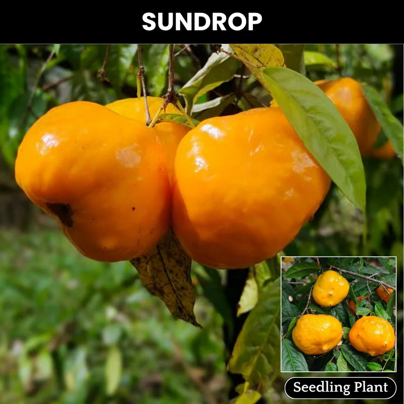 Sundrop  - Eugenia Victoriana Fruit Plant