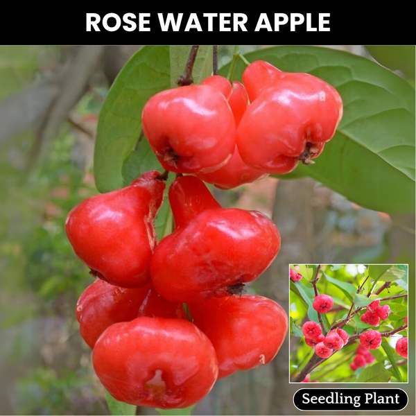 Rose Water Apple / Champa  - Syzygium samarangense Fruit Plant