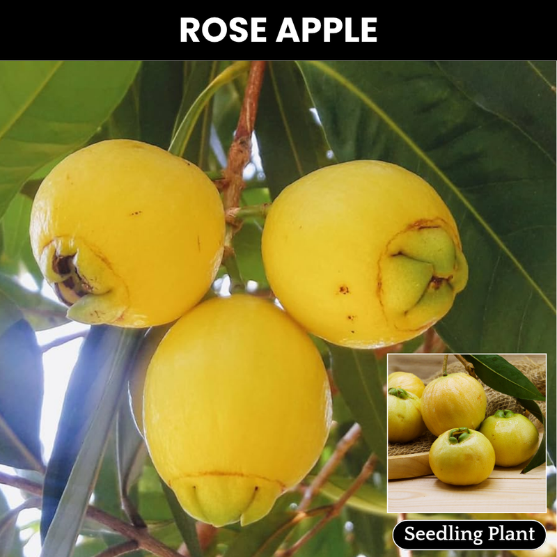 Rose Apple / Panineer Champa  - Syzygium jambos Fruit Plant
