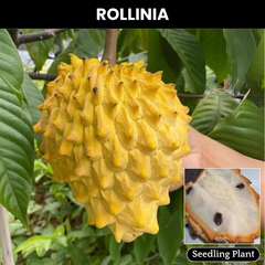 Rollinia / Biriba  - Rollinia deliciosa Fruit Plant