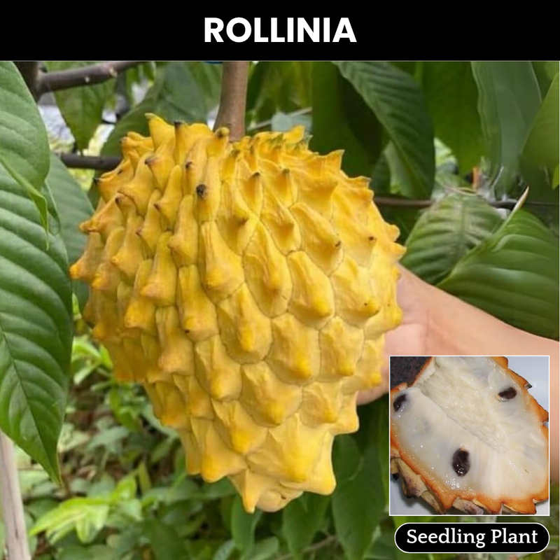 Rollinia / Biriba  - Rollinia deliciosa Fruit Plant