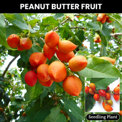 Peanut Butter Tree - Bunchosia glandulifera Fruit Plant