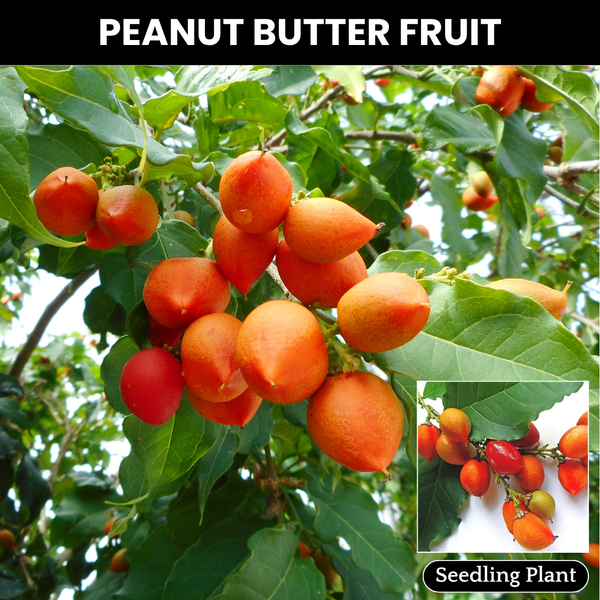 Peanut Butter Tree - Bunchosia glandulifera Fruit Plant
