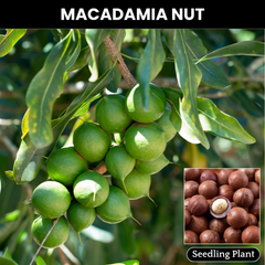 Macadamia Nut - Macadamia integrifolia Fruit Plant