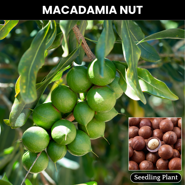 Macadamia Nut - Macadamia integrifolia Fruit Plant