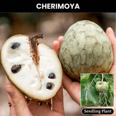 Cherimoya Fruit Plant