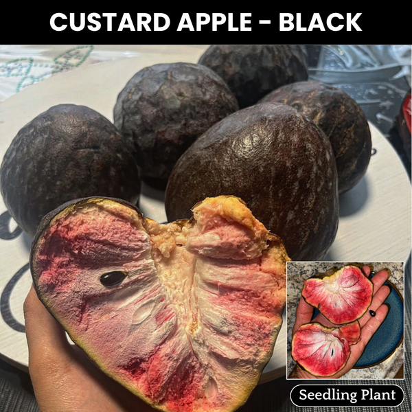 Custard Apple - Black - Annona reticulata Fruit Plant