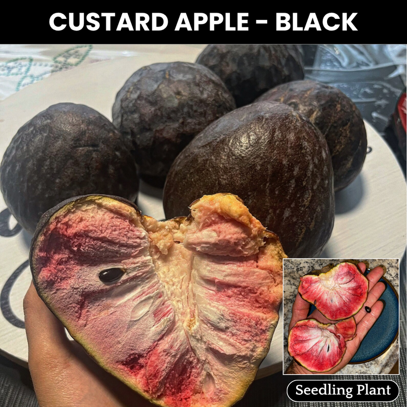 Custard Apple - Black - Annona reticulata Fruit Plant