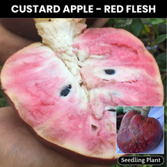 Custard Apple - Red Flesh - Annona reticulata Fruit Plant