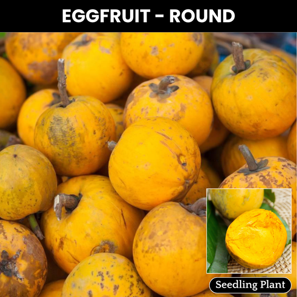 Eggfruit - Round - Pouteria campechiana Fruit Plant