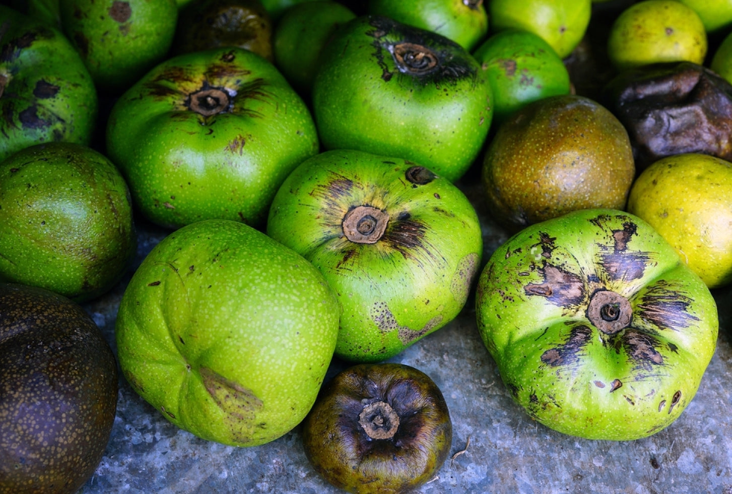 Black Sapote (Diospyros Nigra) Fruit Plant