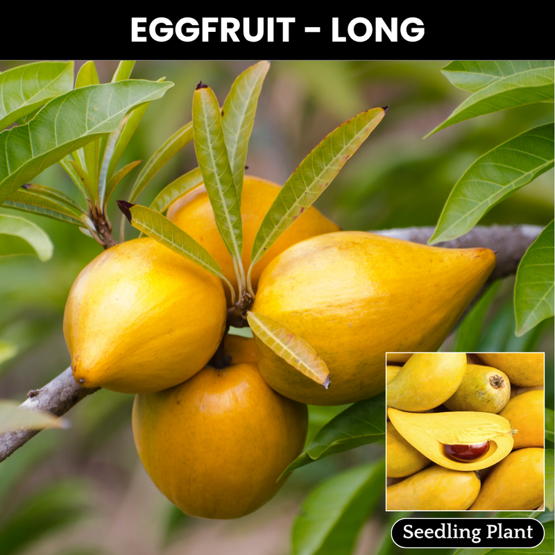 Eggfruit - Long - Pouteria campechiana Fruit Plant