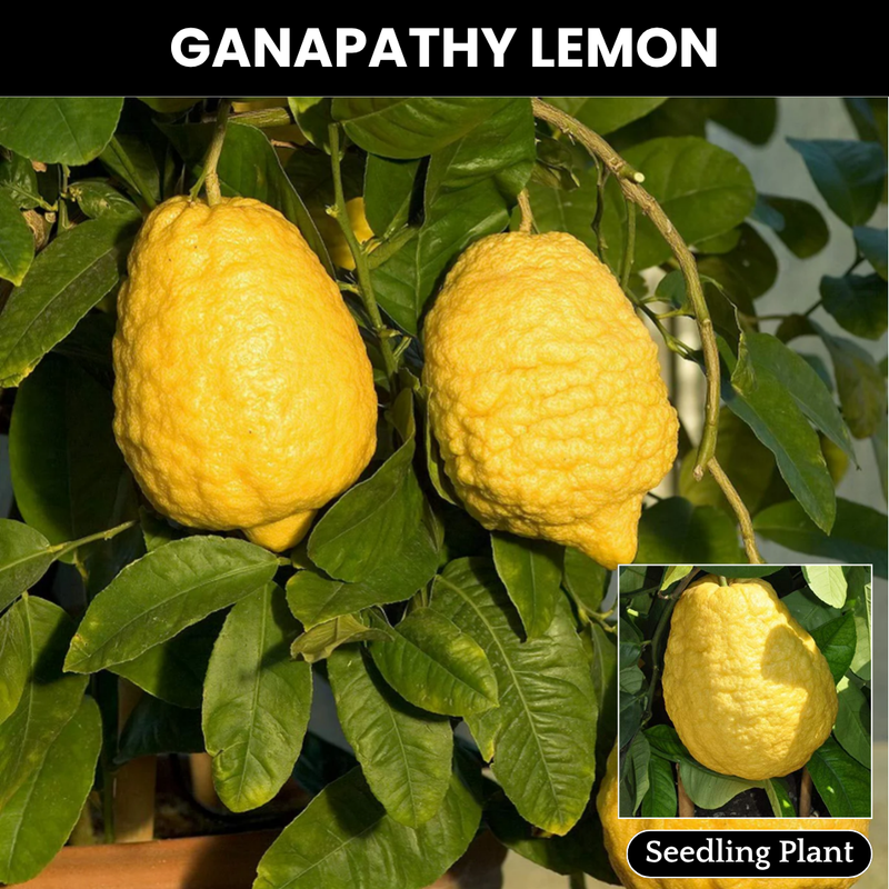 Lemon - Ganapathy Lemon - Citrus medica Fruit Plant