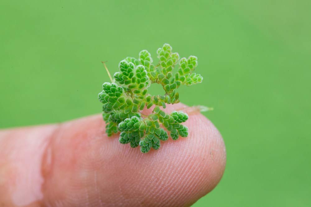 Azolla Floating plant - Azolla caroliniana Aquatic Plant