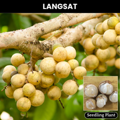 Langsat / Duku - Lansium domesticum - Fruit Plant