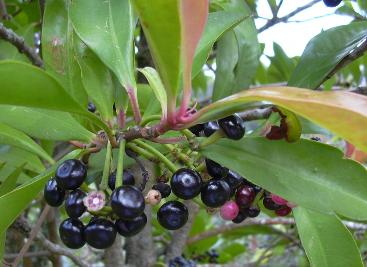 Coralberry (Ardisia Elliptica) Fruit Plant