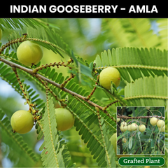 Indian Gooseberry / Amla Fruit Plant