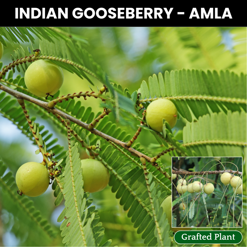 Indian Gooseberry / Amla Fruit Plant
