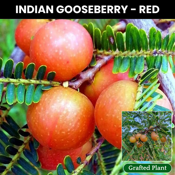 Indian Gooseberry / Red Amla Fruit Plant