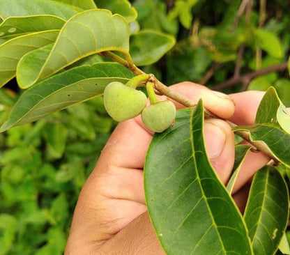 Dragons Egg Annona - Annona Hypoglauca Fruit Plant