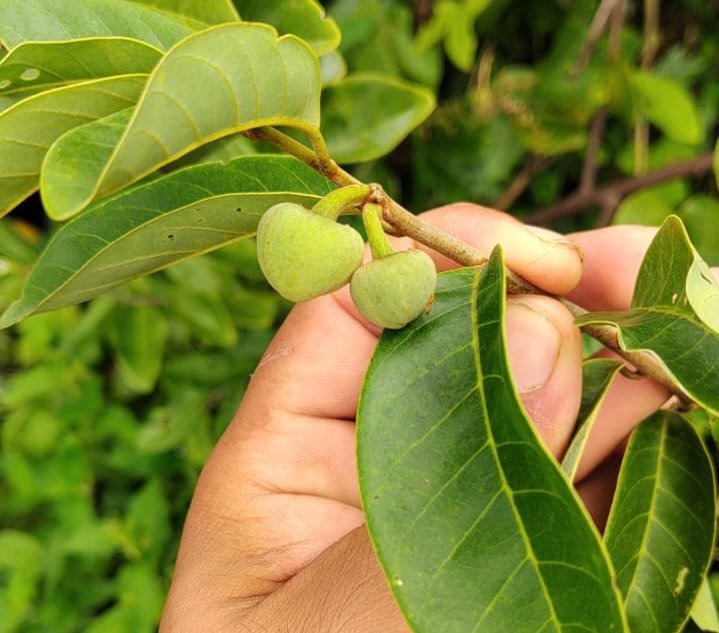 Dragons Egg Annona - Annona Hypoglauca Fruit Plant