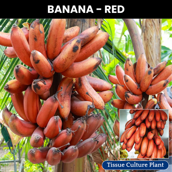 Red Banana Fruit Plant