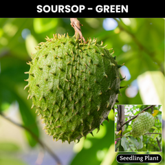 Soursop - Green - Fruit Plant