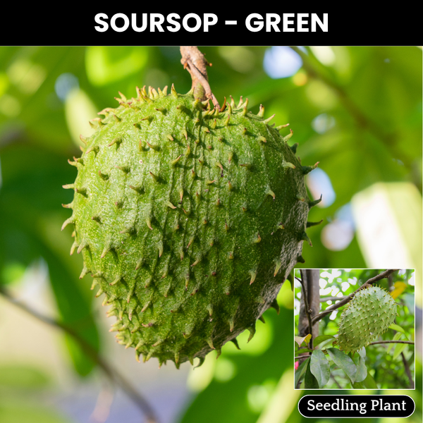 Soursop - Green - Fruit Plant
